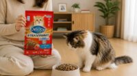Dry Food Kucing