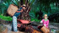 PTPN IV PalmCo Serap 1,34 Juta Ton TBS Petani
