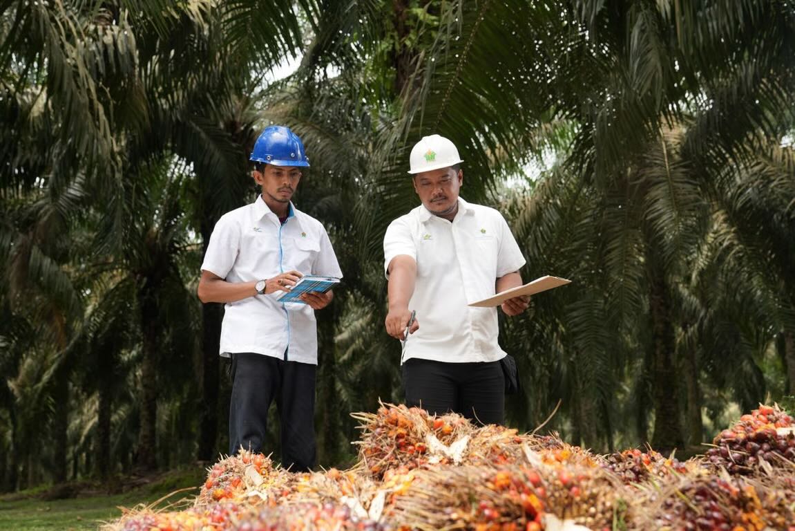 PalmCo Targetkan 5.120 Sertifikasi Kompetensi