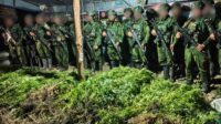 TNI Habema Gagalkan Peredaran Narkotika