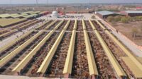 Hinggan League Hong'an Damiao Cattle and Sheep Trading Market